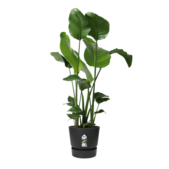 greenville round 30cm living black